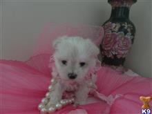 maltese puppy posted by Elegant Babies